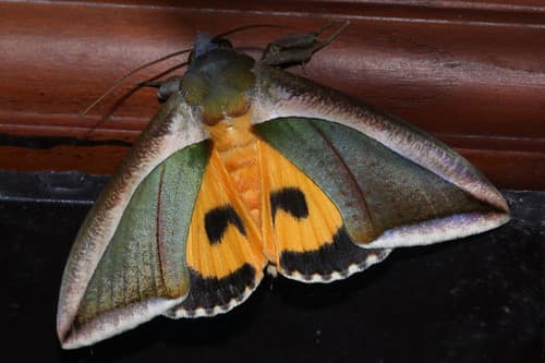 Green Fruit-piercing Moth