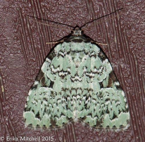 Green Leuconycta Moth