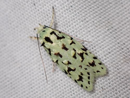 Green lichen tuft moth