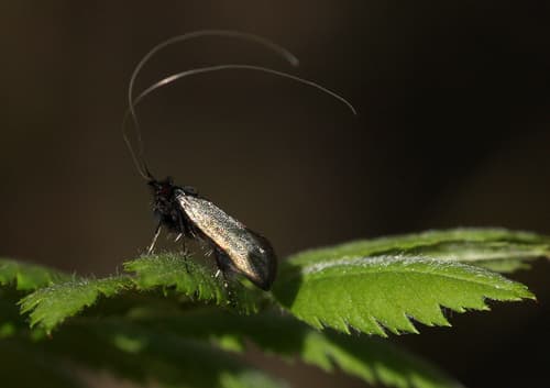 Green Longhorn Moth
