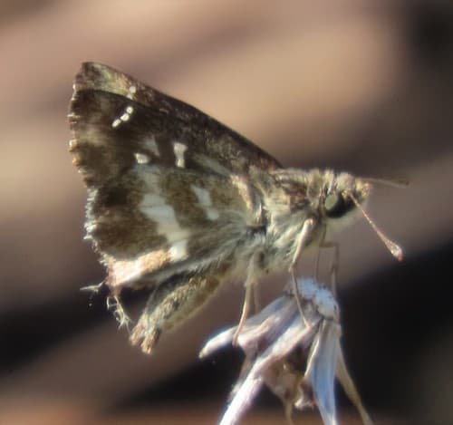 Green-marbled Skipper