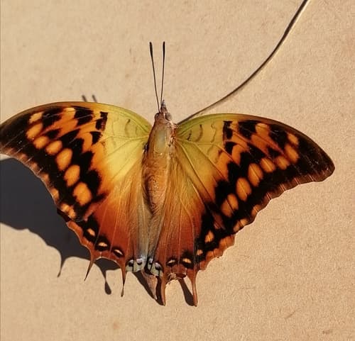 Green-veined Emperor