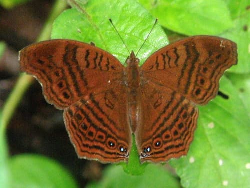 Gregori’s Brown Pansy