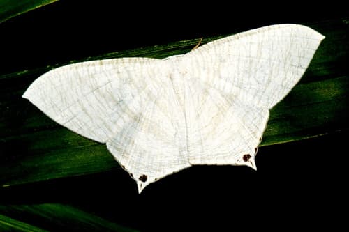 Grey Swallowtail Moth