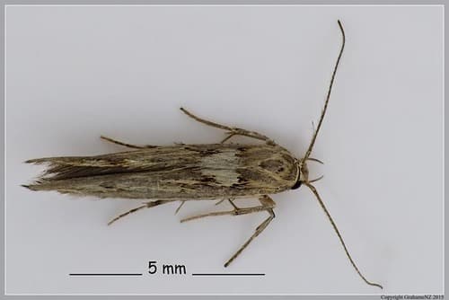 Greylined Featherfoot