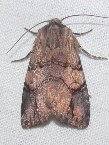 Grote's black-tipped quaker