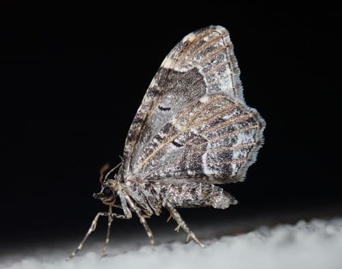 Guenée's Carpet Moth