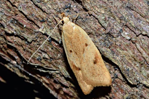 Gymnobathra sarcoxantha