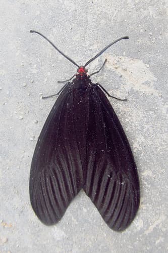 Gynautocera papilionaria