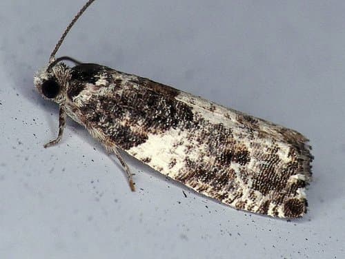 Gypsonoma adjuncta