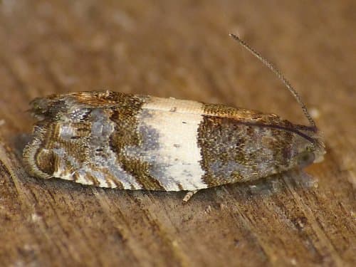 Gypsonoma substitutionis