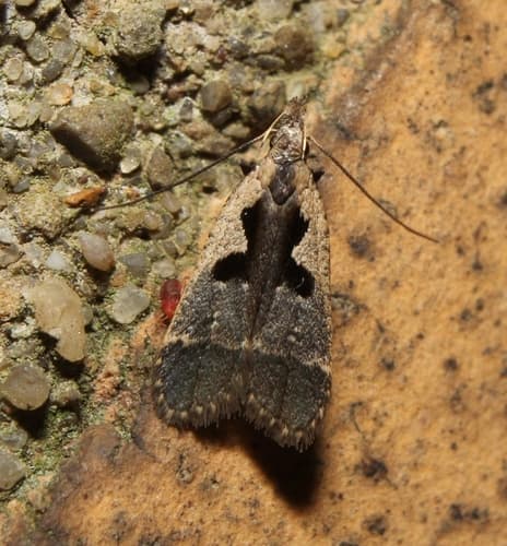 Hairy Dichomeris Moth