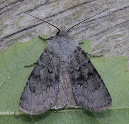 Hairy Euxoa Moth