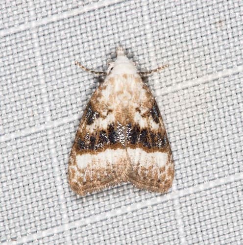 Hairy Rice Caterpillar