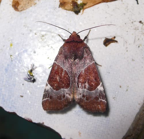 Hampsonodes mastoides