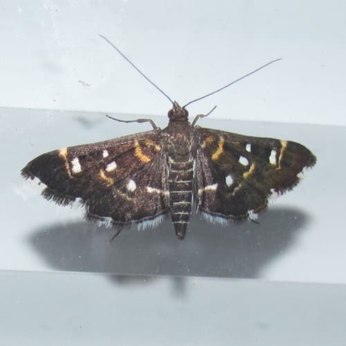 Harlequin Webworm Moth