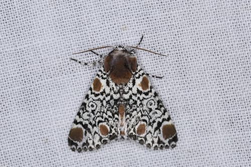 Harris' Three-Spot