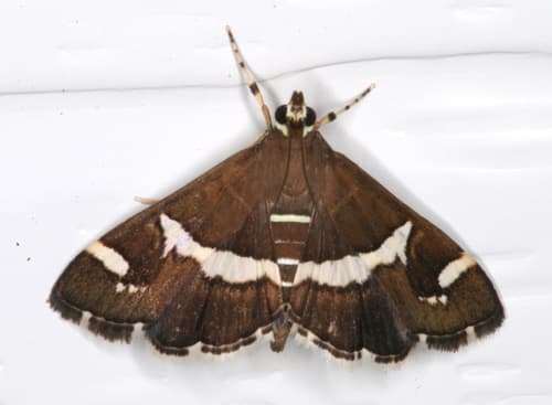 Hawaiian Beet Webworm Moth
