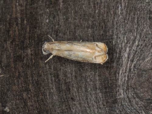 Hawaiian Dancing Moth