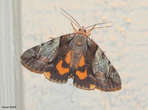 Hawthorn Underwing Moth