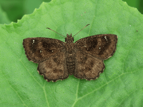 Hayhurst's Scallopwing