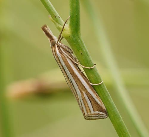 Hednota relatalis