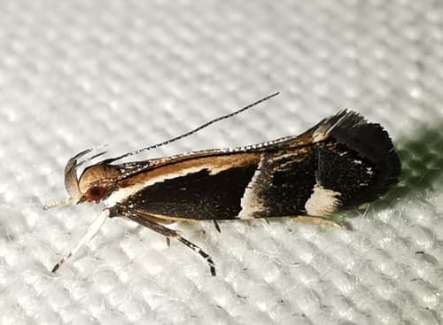 Helcystogramma lamprostoma