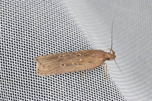 Three-ringed Helcystogramma