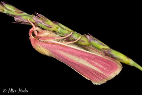 Julia's Heliocheilus