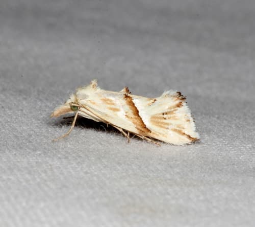 Heliocosma argyroleuca