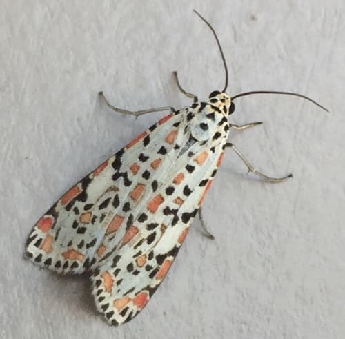 Heliotrope Moth