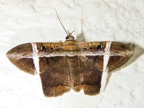 Hemeroblemma mexicana