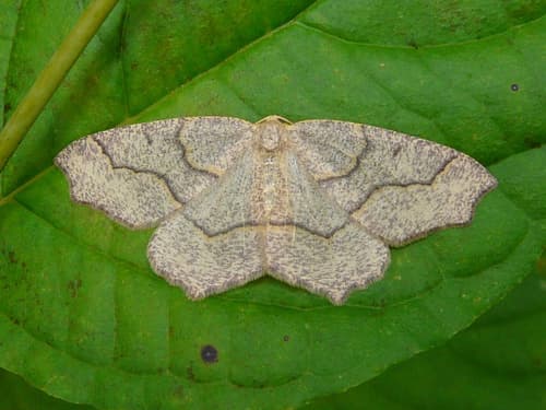 Hemlock Looper Moth