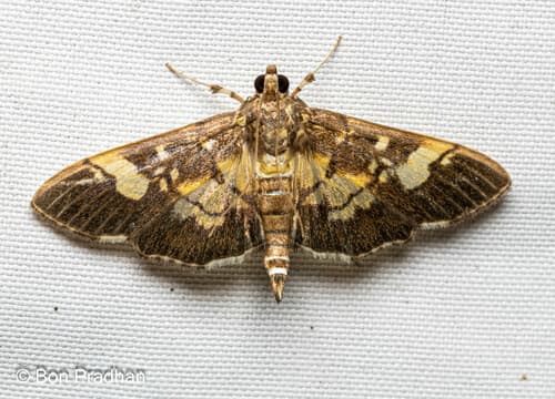 Hemopsis dissipatalis