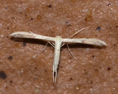 Hemp-agrimony Plume Moth