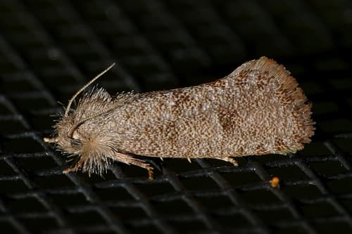 Heppner's Grass Tubeworm Moth