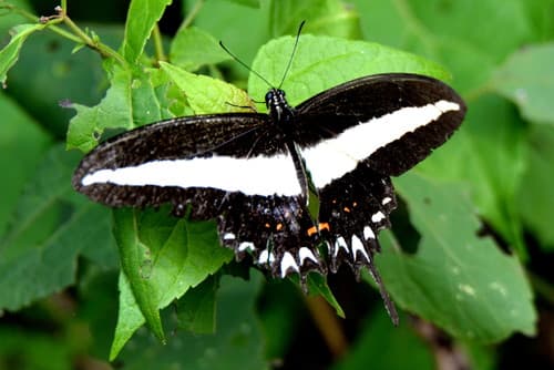 Hectorides Swallowtail