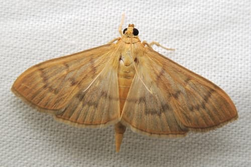 Herbivorous Patania Moth