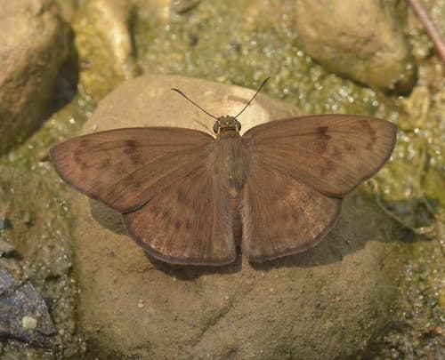 Hermit Skipper