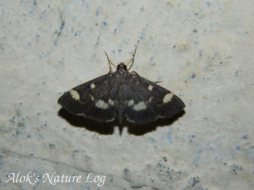Mournful Herpetogramma