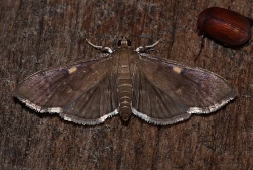 Herpetogramma sphingealis
