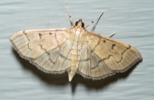Herpetogramma Moth