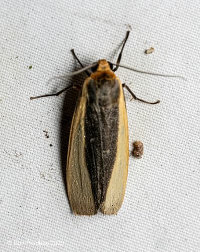 Hesudra divisa Moth