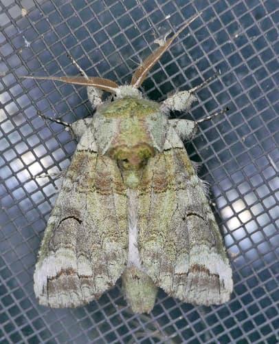 Astartoides Prominent
