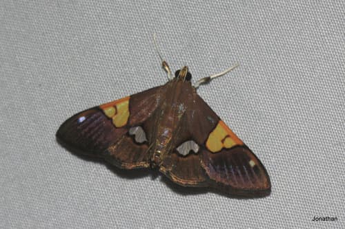 Heterocnephes lymphatalis