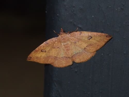 Heterolocha aristonaria