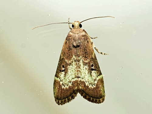 Heteromicta tripartitella