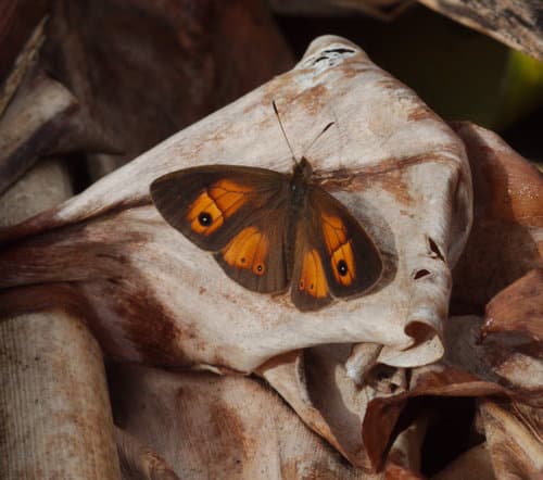 Heteropsis narcissus