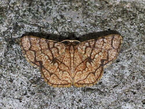 Heterostegane subtessellata