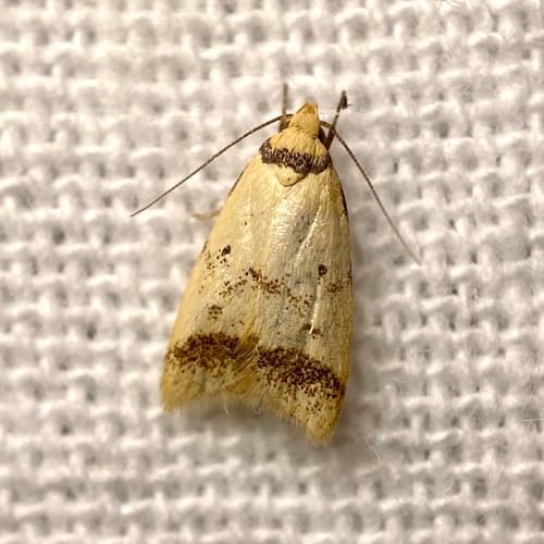 No widely accepted common name